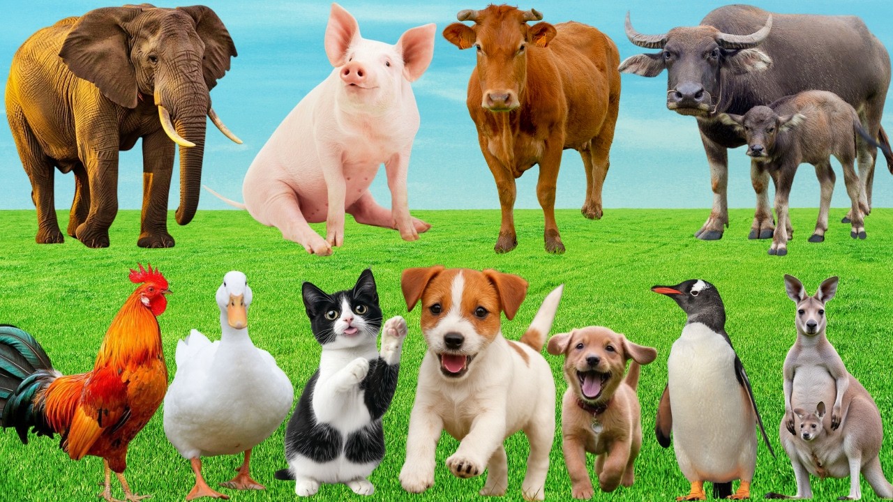 🎶 Khúc Hát Đồng Quê 