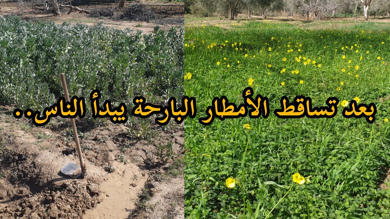 بعد تساقط الأمطار البارحة يبدأ الناس بالسقي الأشجار والقمح على واد غيس