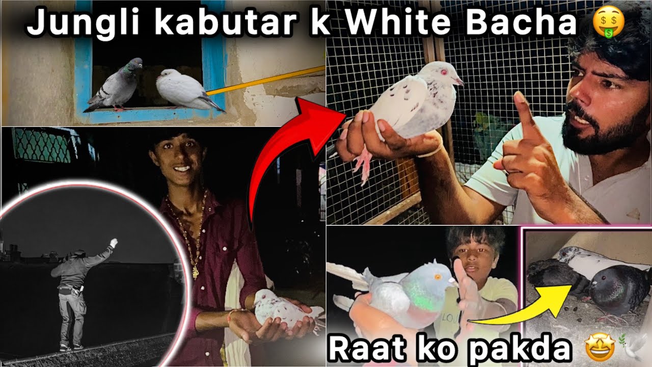 Jungli kabutar k Safed Bacha pakd liya 🤑 || Golu Pakr kr laya Raat ko 🕊️ || 
