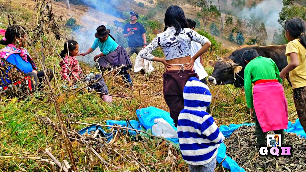 Cosecha de Habas en Yacumiracc Paucarbamba Huancavelica | Isabel Quispe