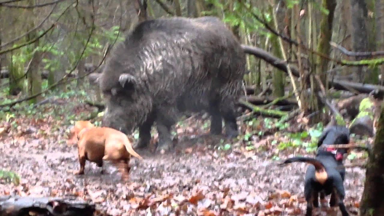 Dachshund and wild boar/Такса (Чука) и кабан