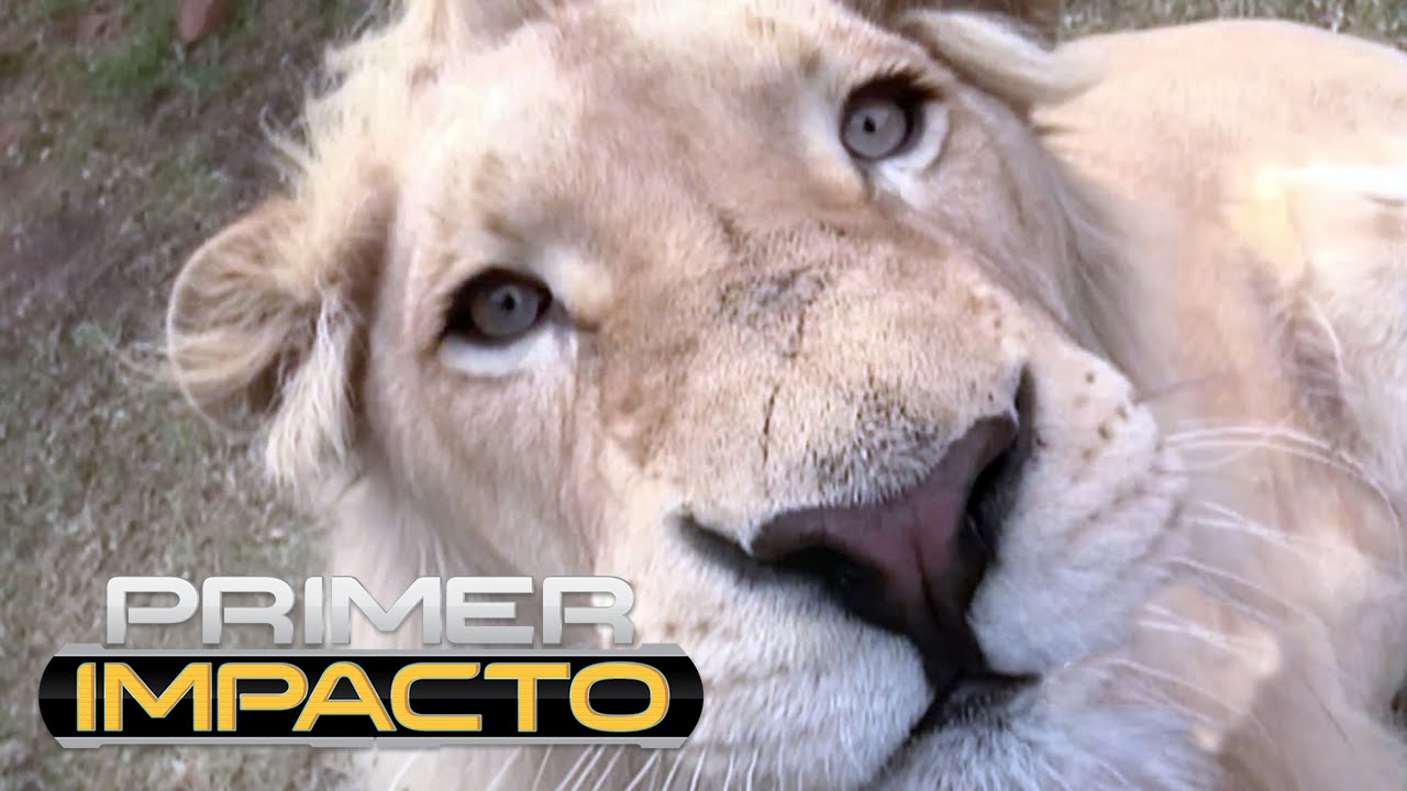 Una familia tiene un león de mascota en su hogar