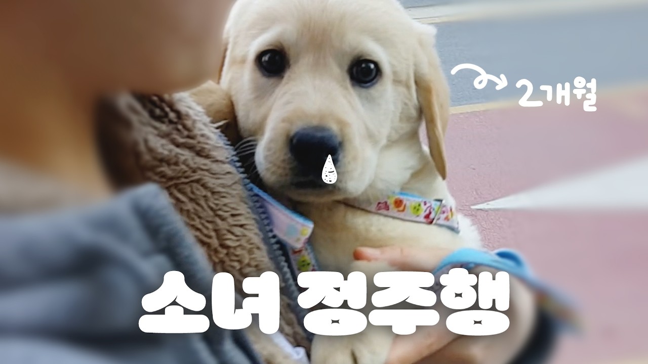 당신이 리트리버를 입양하면 생기는 일 [소녀 정주행 #1]
