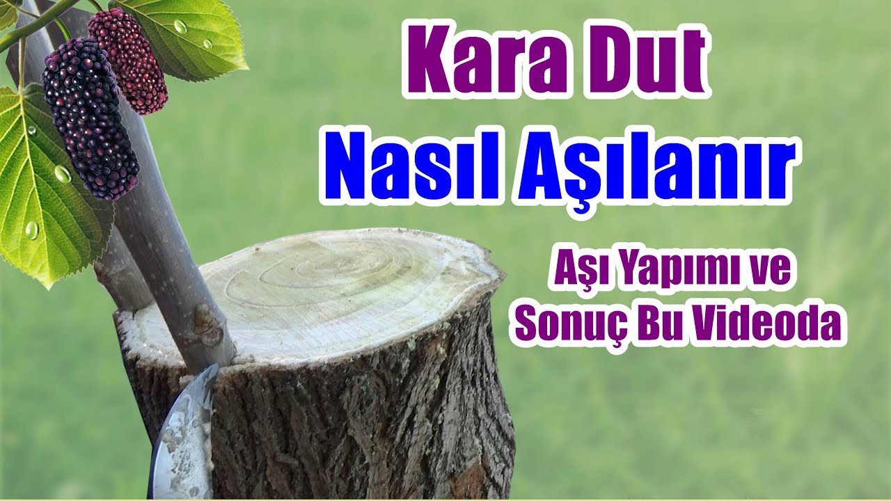 Karadut nasıl aşılanır - Siyah dut nasıl aşılanır - Urmu dut aşısı - Dut aşılama