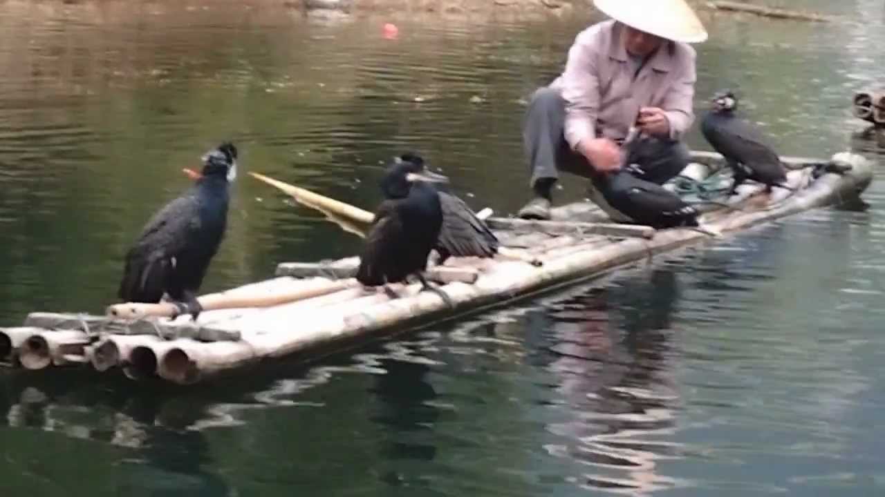 漁鷹（鸕鶿）捕魚