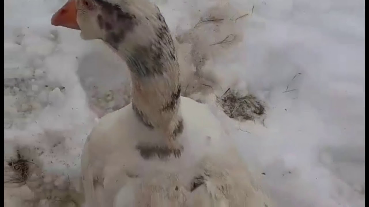 Jumbo Muscovy Duck Lays Her First Egg (March 11th 2021)
