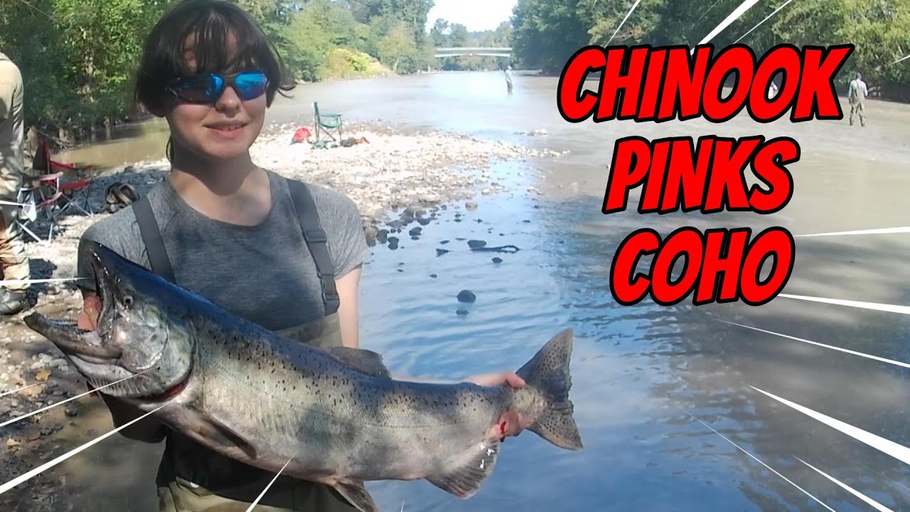 Puyallup/Carbon river Chinook Coho & Pinks