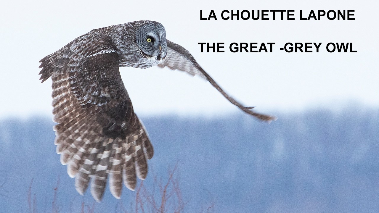 CHOUETTE LAPONE / GREAT GRAY OWL
