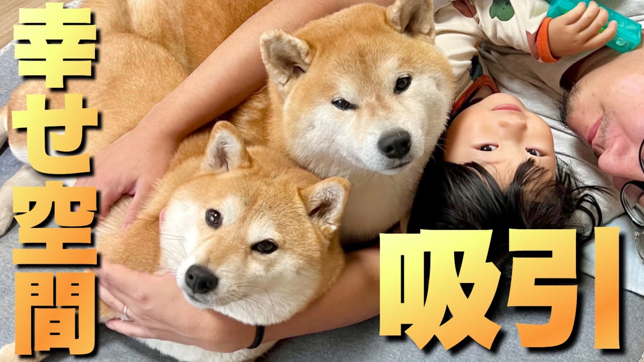 寝ているだけで幸せ空間を作り出してしまう柴犬たちと２歳児