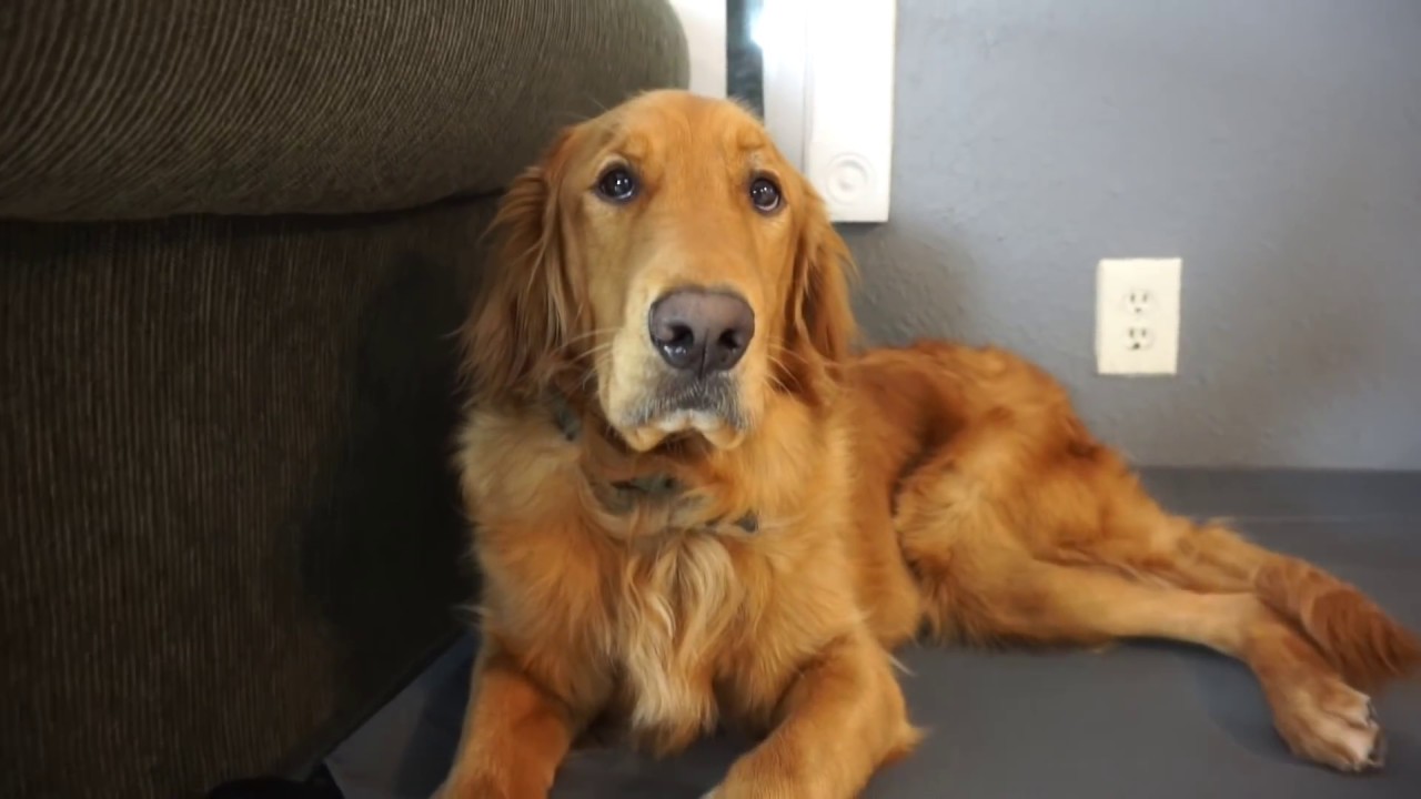 Gunnar the Golden Retriever Destroys Bully Make box