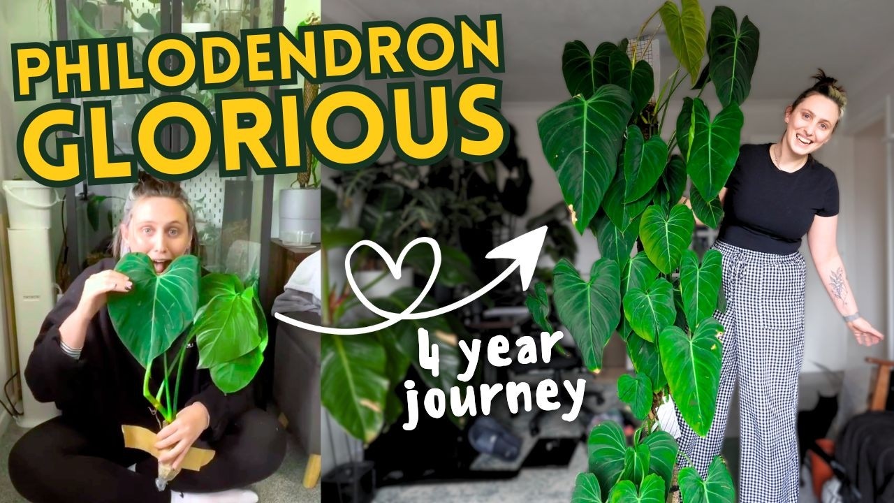 4 Year Philodendron Glorious Journey 🪴 Was It Worth It?