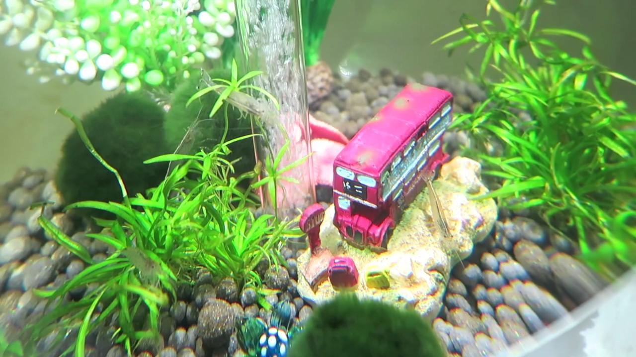 BIORB HALO 30l WITH PONDGURU'S FILTER UPGRADE KIT