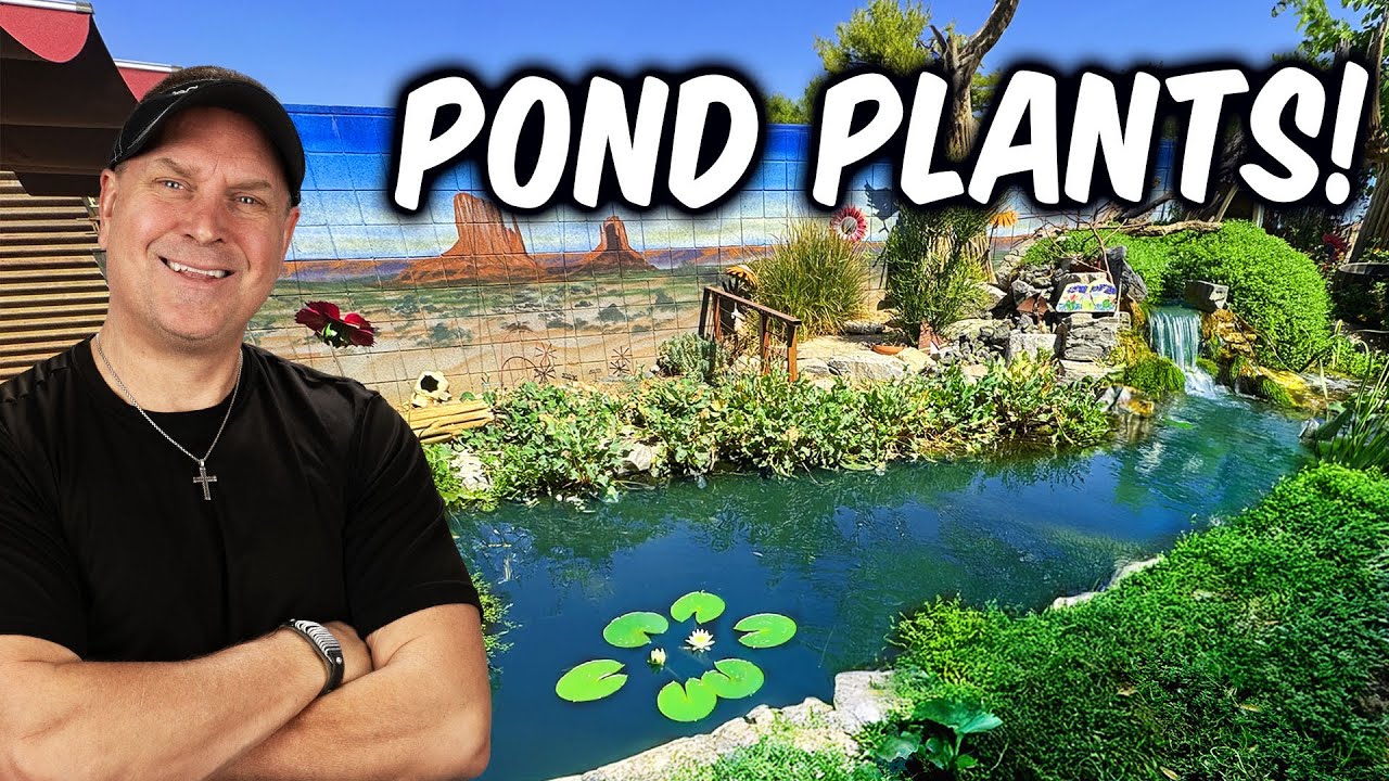 Arizona Backyard Jungle Pond