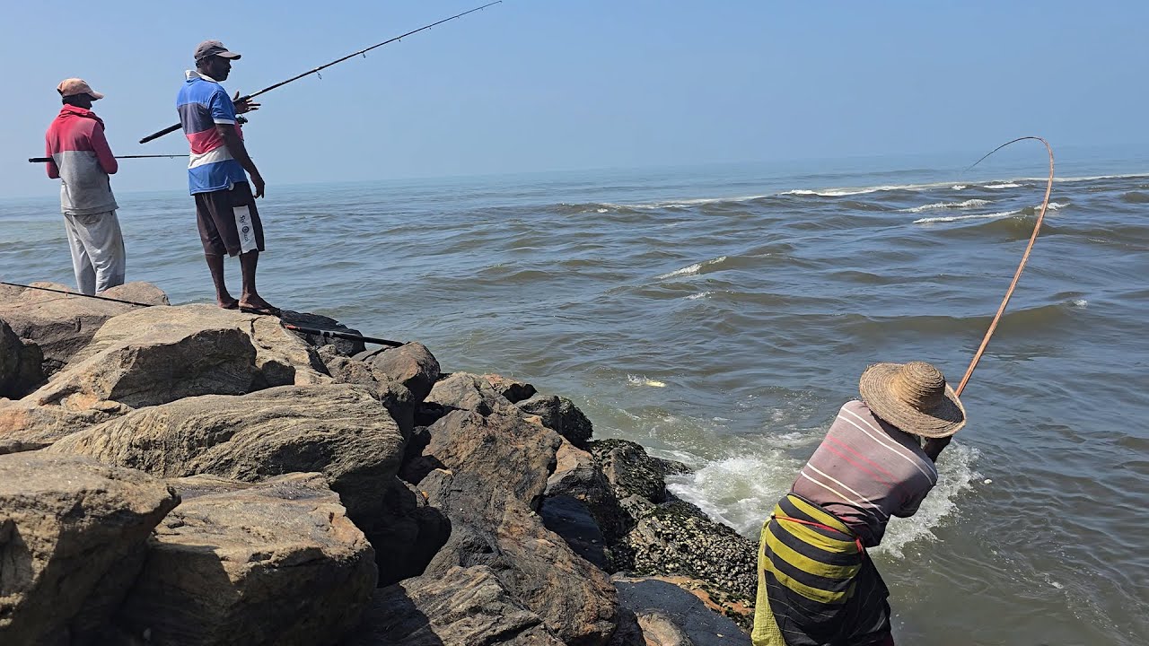 බිලි පිත්තට කොහොමද ලොකු මාළු කන කෑම සුපිරි | Fish Love This Bait