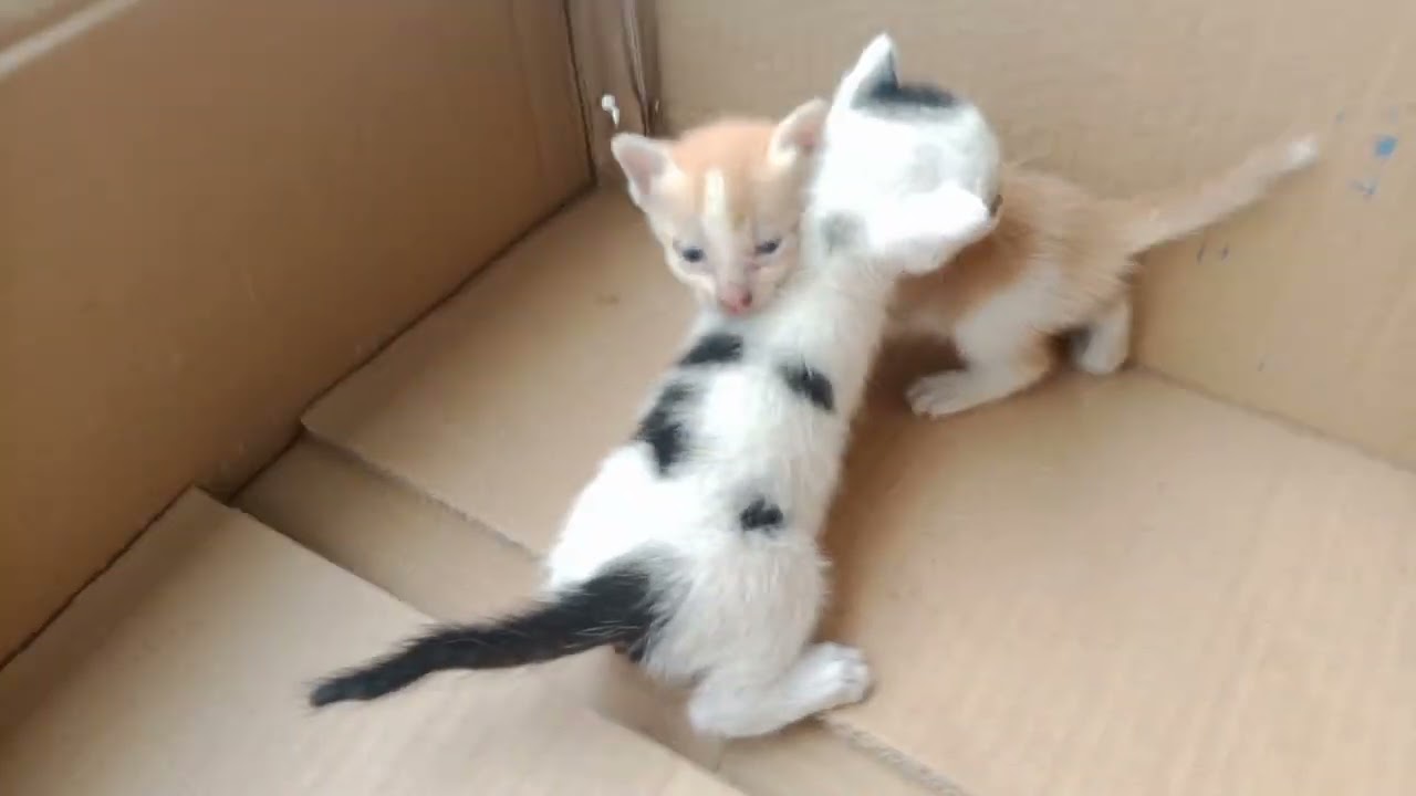 Kucing liar ini kebingungan cari tempat tinggal