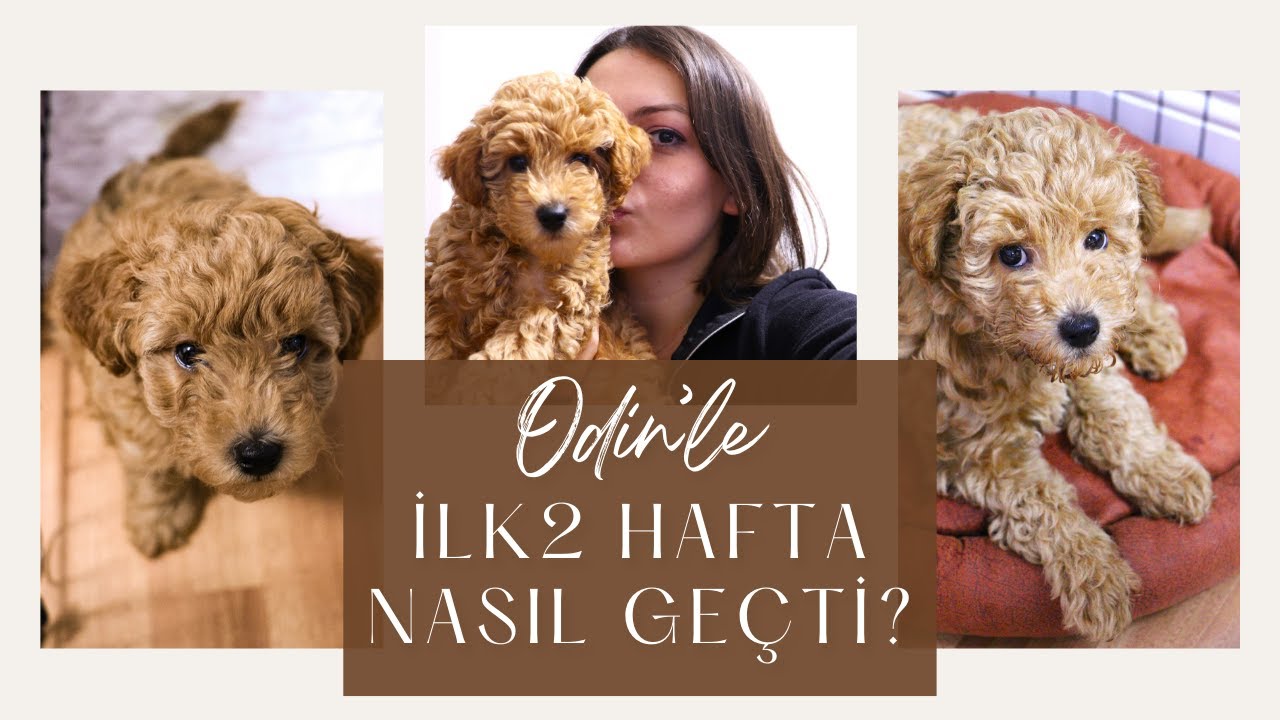 Yavru Poodle Bakımı | Odin'le İlk 2 Haftamız Nasıl Geçti? 🐶✨