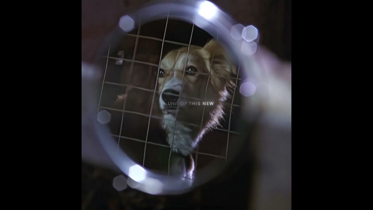 これは交通警察官から切符を切られた犬です