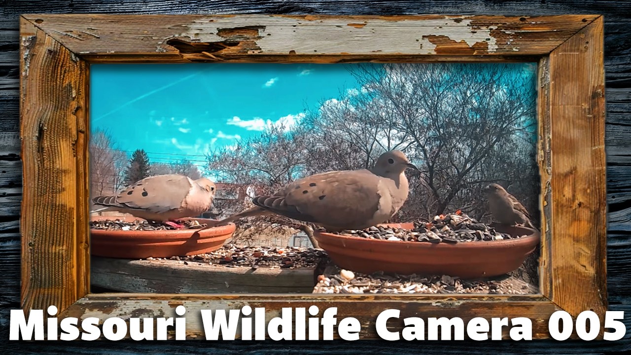 Missouri Wildlife Camera 005