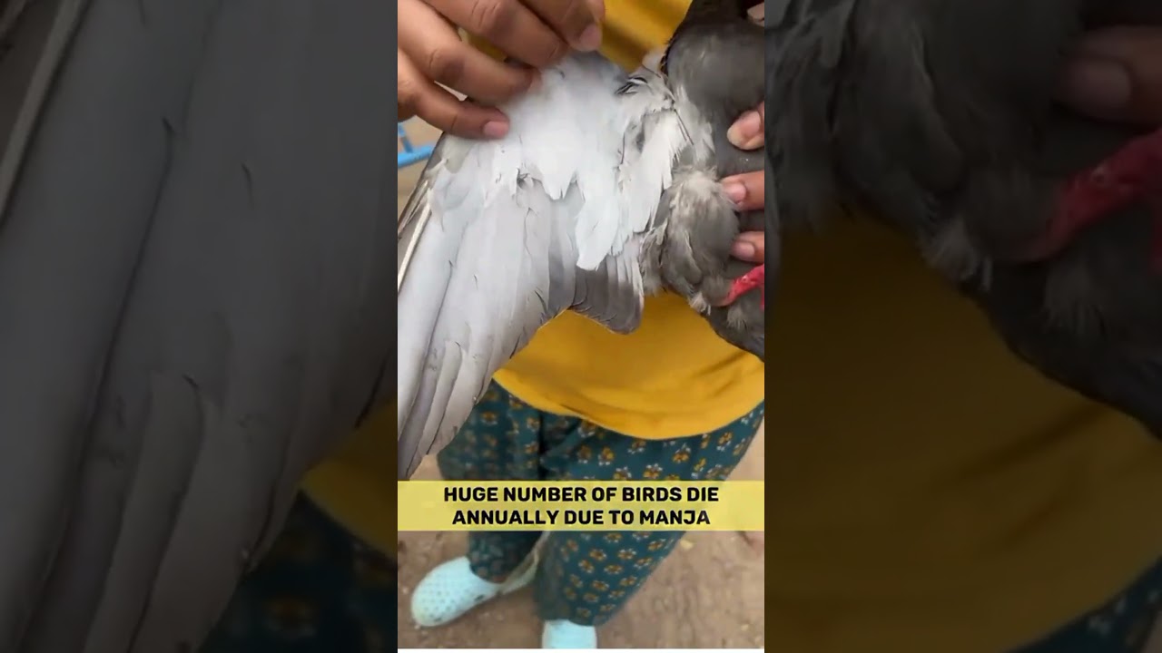 Pigeon is struggling in Manja to get out of it | Bird rescue in Hyderabad | #shorts #viralshorts