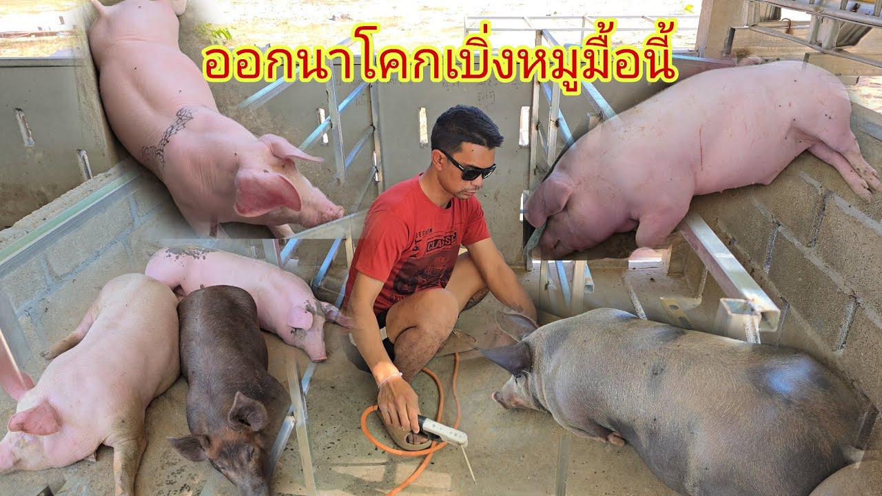 หลายวันบ่อได้มาไกล้นาโคกบ่าวแหล้หนีเมือแล้วเหลือแต่เสือเขียมเผ้าหมู