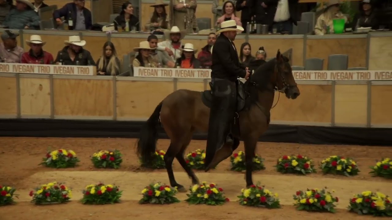 1er Encuentro de Criadores de Caballos de Paso Fino, Yeguas y Caballos Mayores de 60 Meses