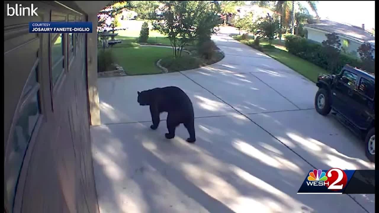 VIDEO: 3-legged bear breaks into lanai, raids patio fridge of Lake Mary home