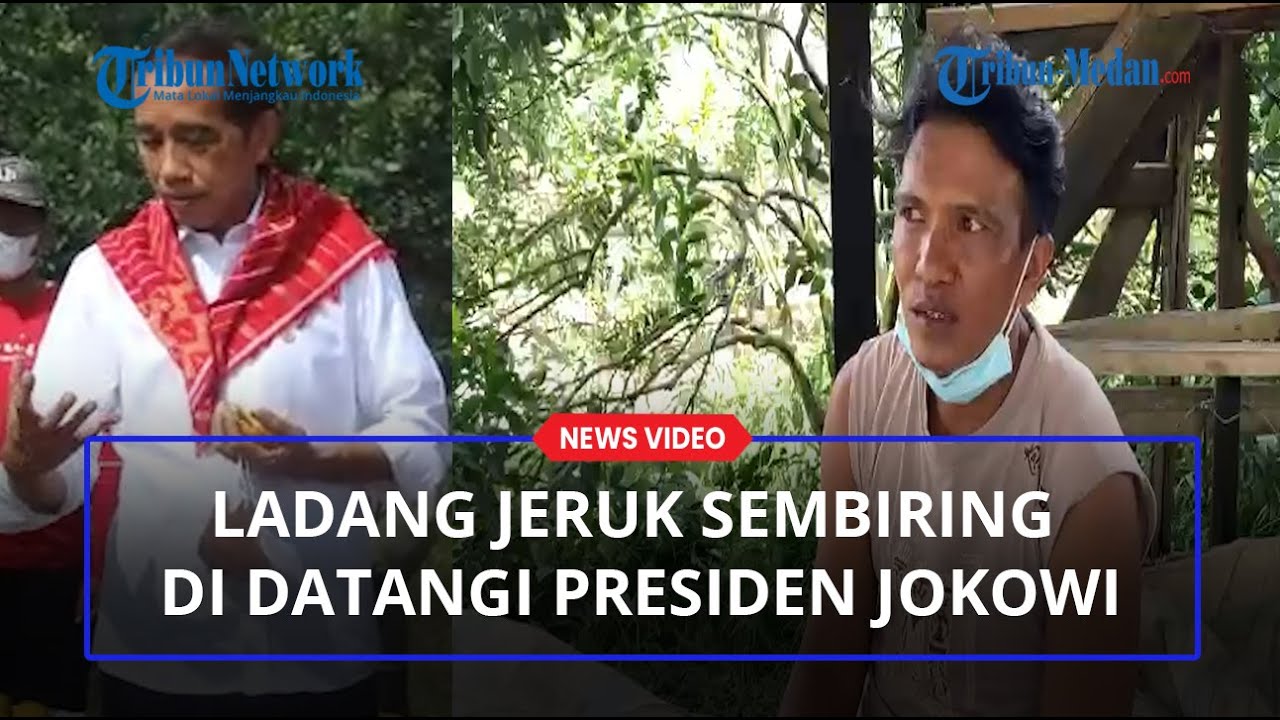 Ladang Jeruknya Didatangi Presiden Jokowi di Desa Liang Melas Datas, Sembiring: Ini Suatu Mujizat