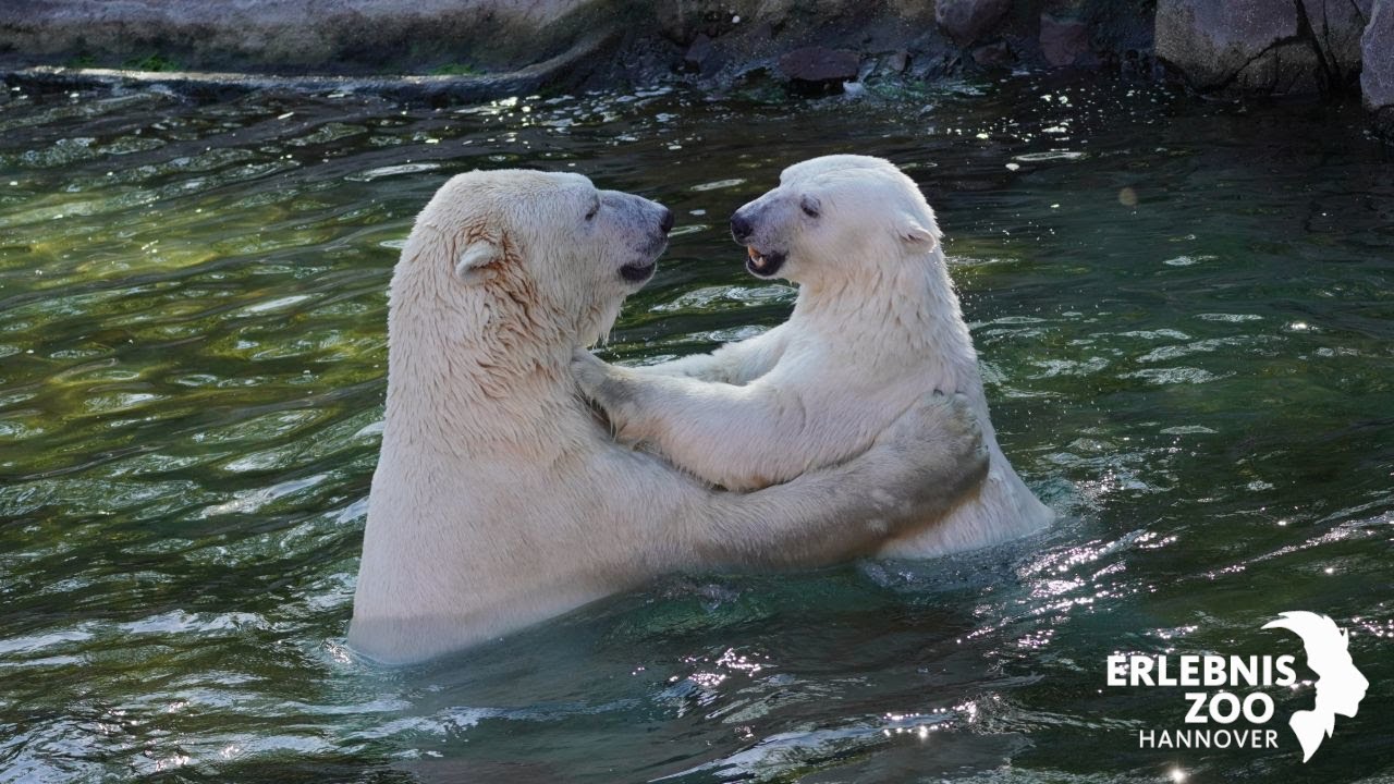Wieder vereint: Die beiden Eisbären Milana und Sprinter in Yukon Bay