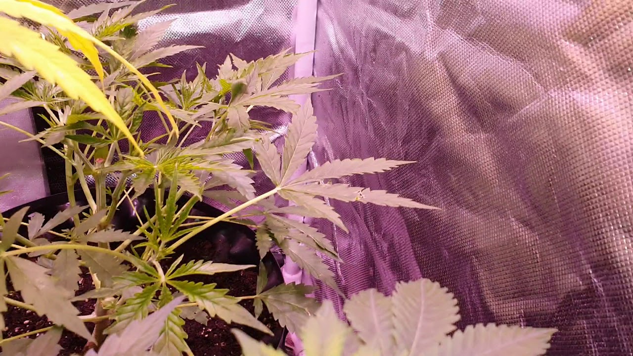 Royal Creamatic - Day 42