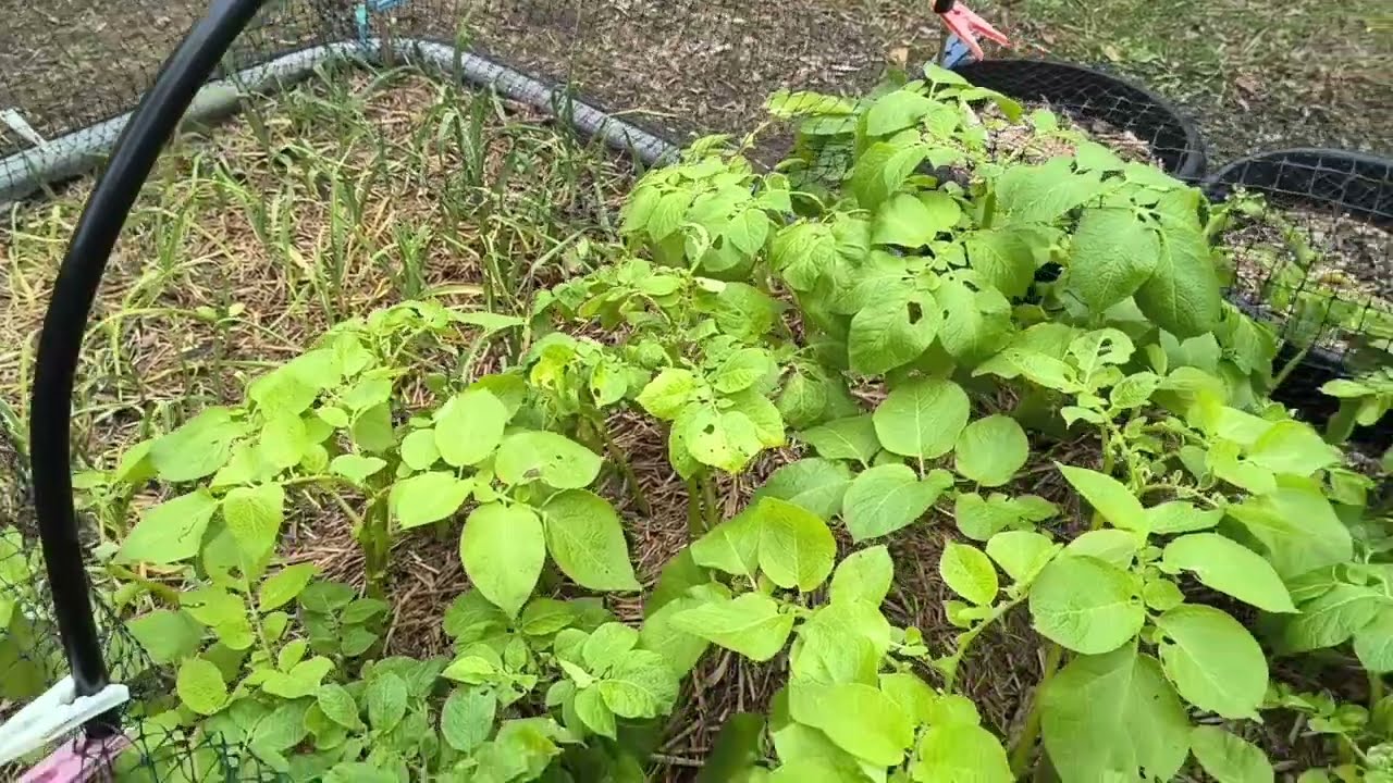 Frosted Potato Leaves, Frozen Frost Covers, Frost Topography, Garden Planning - Reverse Homesteading