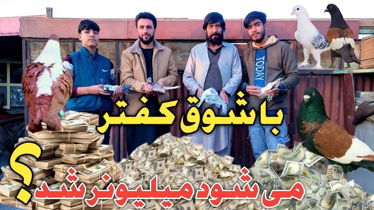 آیا نگهداری کفتر رفت و آمد دارد/شوق گلچین موشکی/حرف های نگفته کفتر بازی/با شوق کفتر میشود میلیونرشد؟