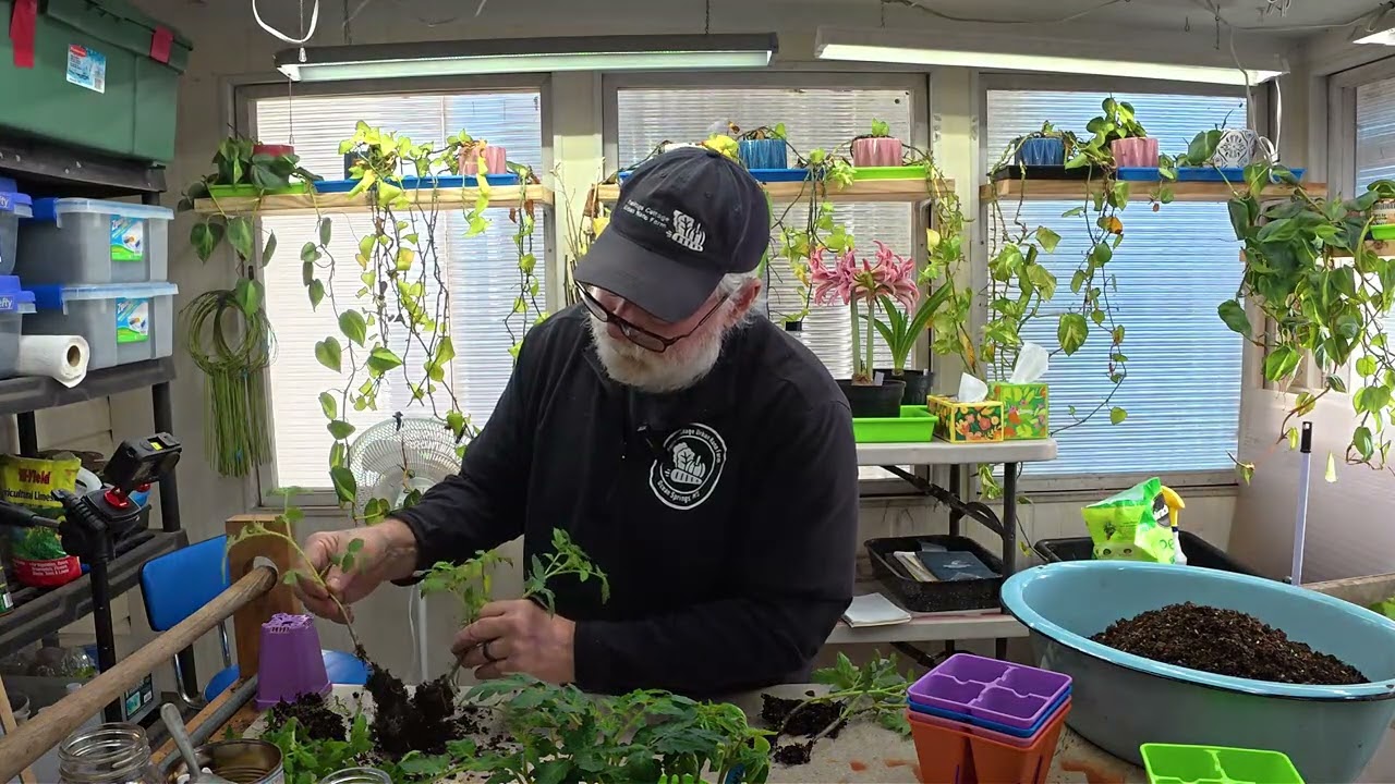 Episode 309: Early Tomato Transplants Update Number 2
