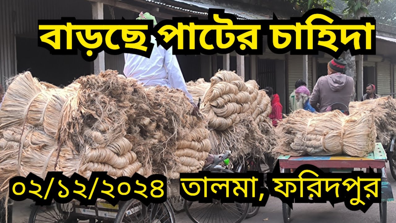 02/12/2024  আজকের পাটের বাজার দর | jute wholesale price today Talma bazar, Faridpur Bangladesh.