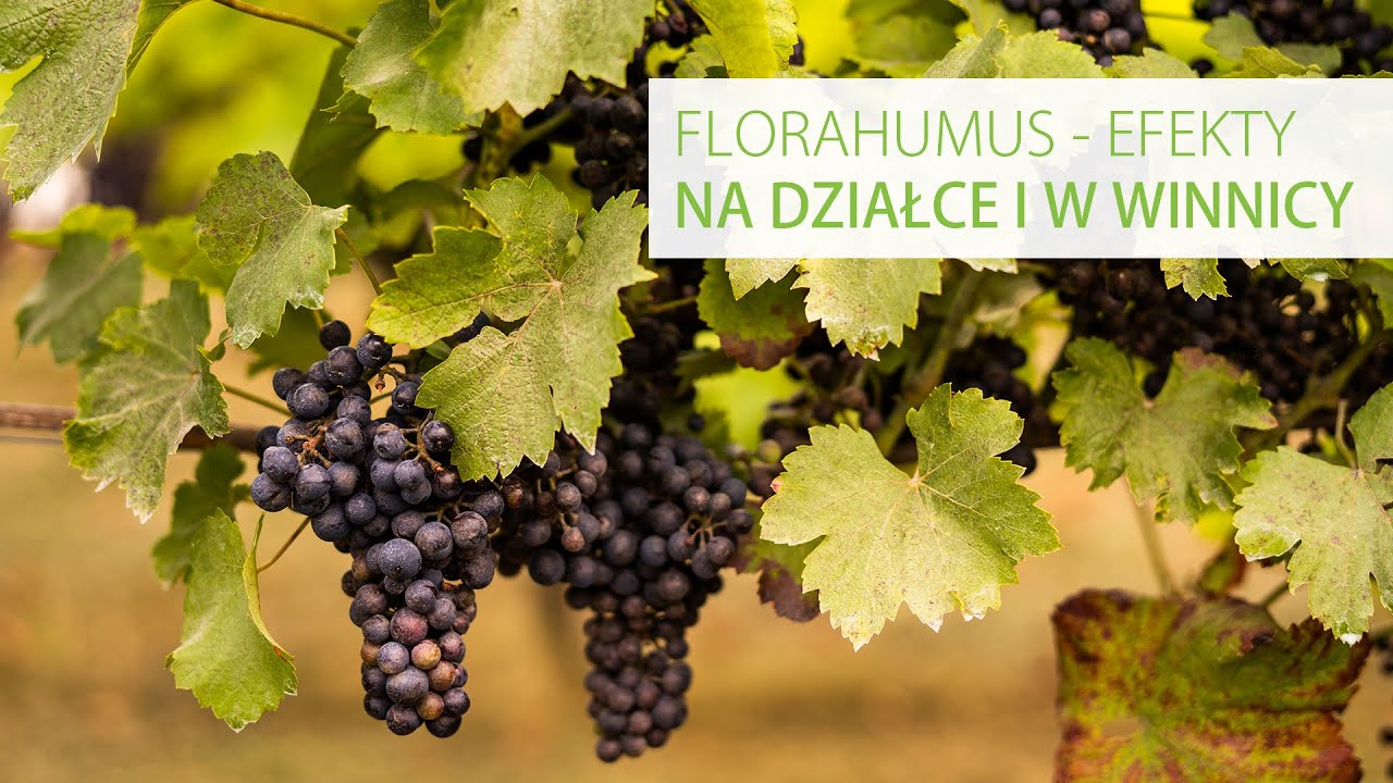 FLORAHUMUS - kwasy humusowe na działce i w winnicy