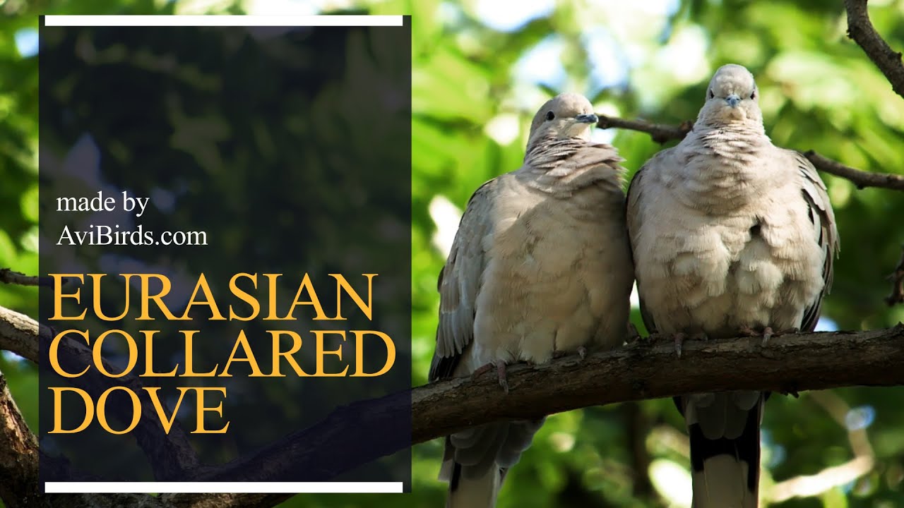 Eurasian Collared Dove [Streptopelia Decaocto]