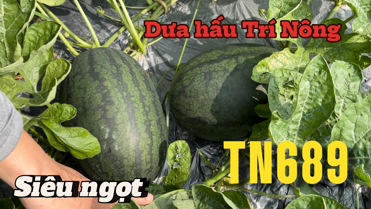 Giá trị kinh tế cao với dưa hấu của bà con Bắc Giang | HẠT GIỐNG TRÍ NÔNG