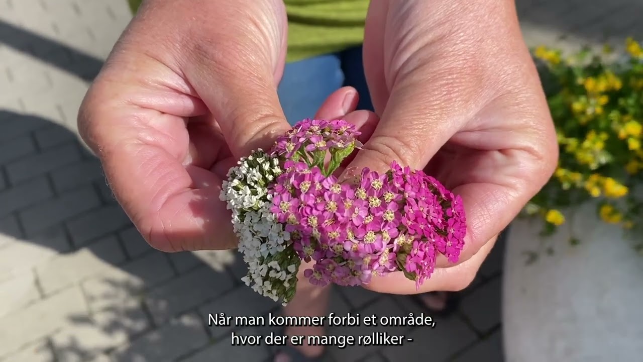 Sådan øger du biodiversiteten i din have