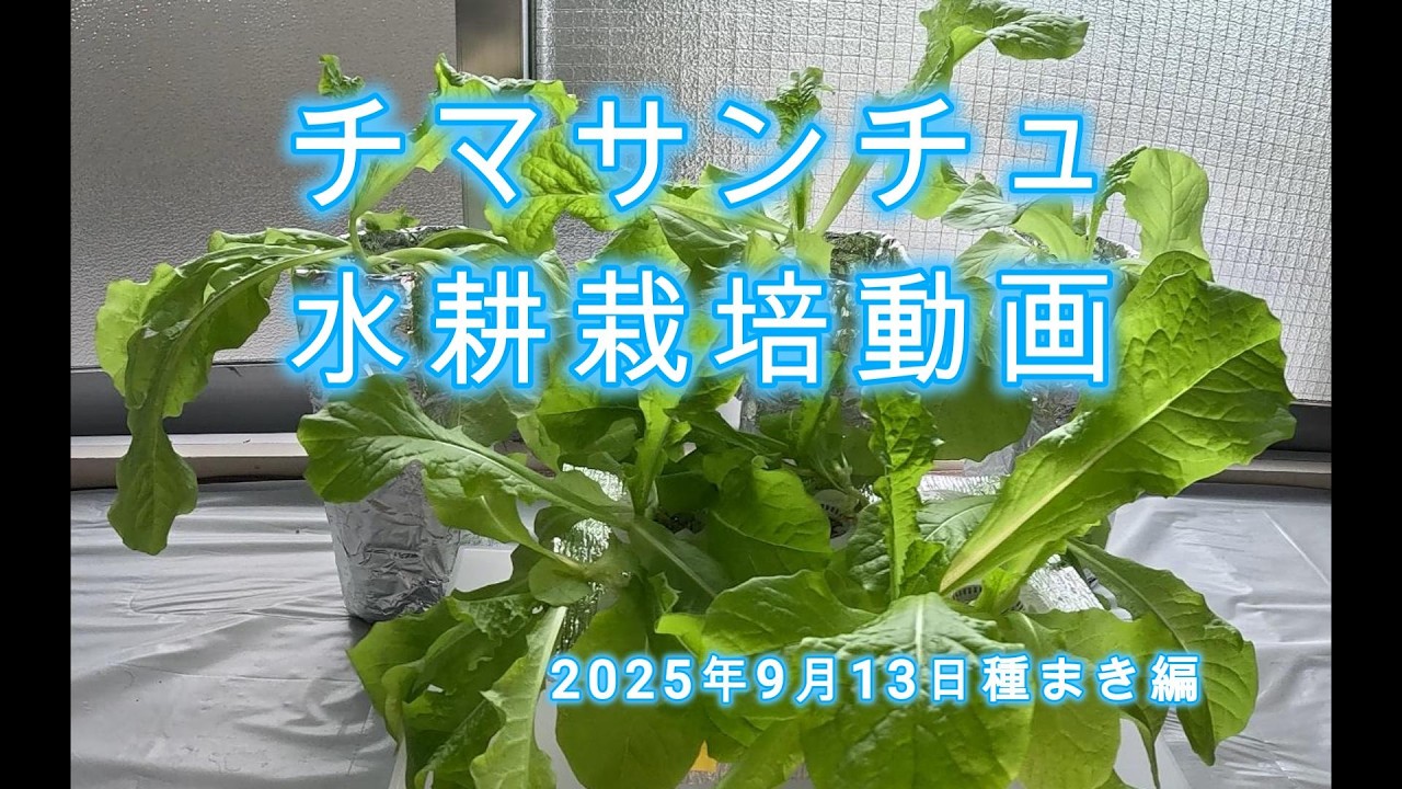 チマサンチュ水耕栽培動画 2025年9月13日種まき編