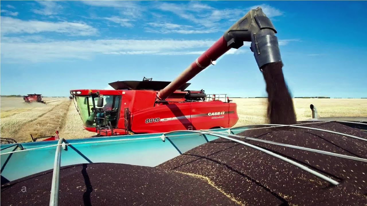 The Life Cycle of Rapeseed | Modern Agricultural Cultivation, Harvest and Processing of Rapeseed Oil