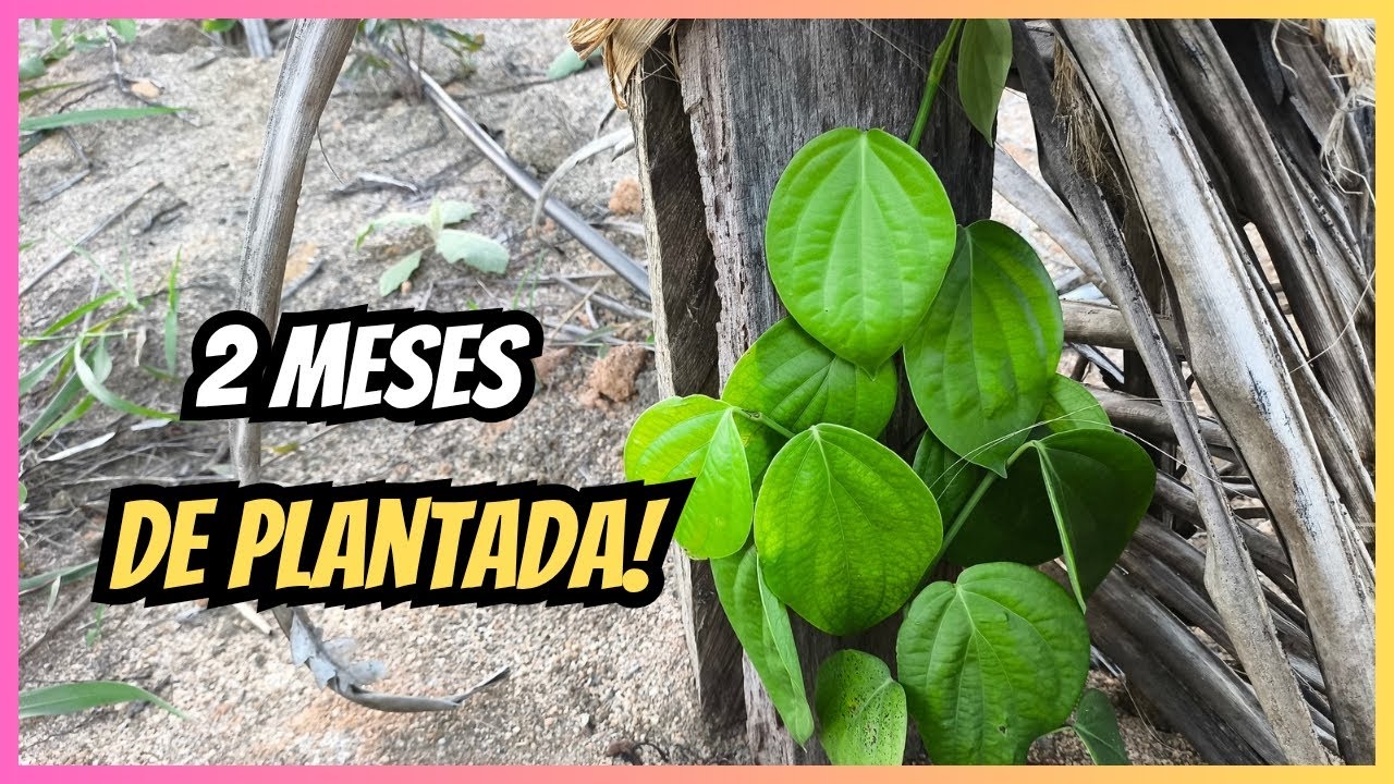 PIMENTA DO REINO plantada com 2 meses! 