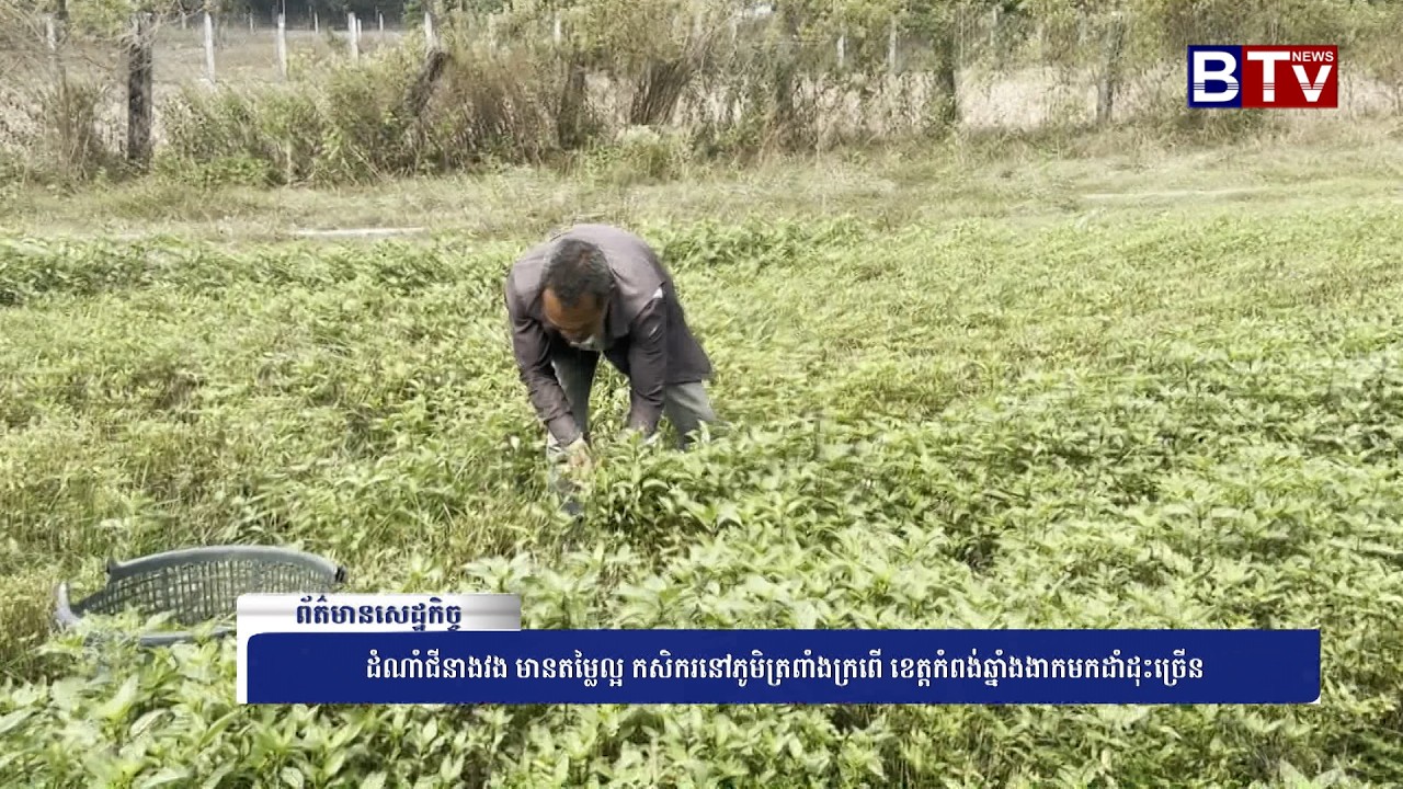WATCH ដំណាំជីនាងវង មានតម្លៃល្អ កសិករនៅភូមិត្រពាំងក្រពើ ខេត្តកំពង់ឆ្នាំងងាកមកដាំដុះច្រើន
