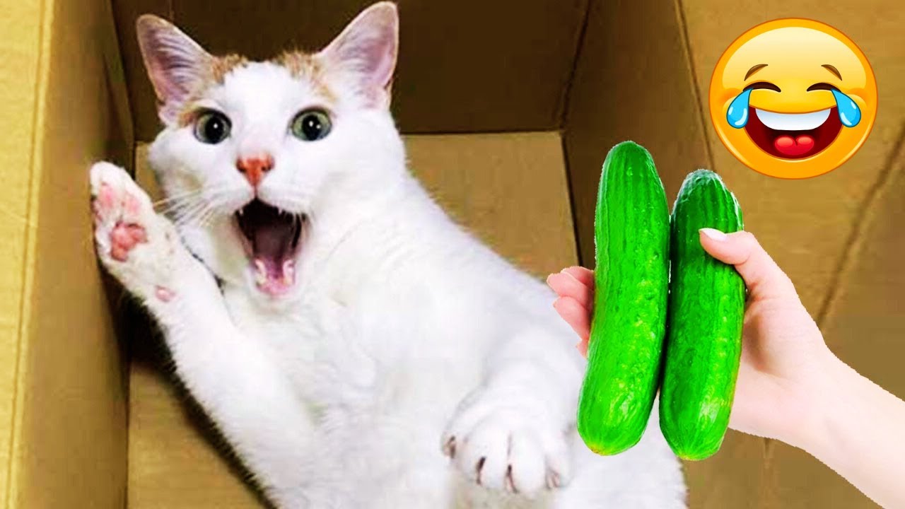 Funniest Animals Videos #27 😂 Funniest Cats and Dogs 😺🐶