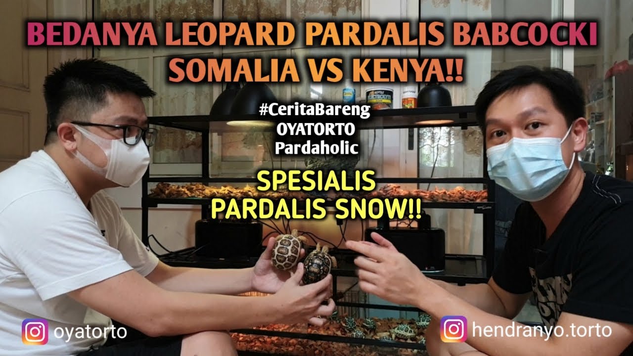 Leopard Pardalis Babcocki SOMALIA vs KENYA?? || #CeritaBareng Oyatorto Spesialis PARDALIS SNOW!!