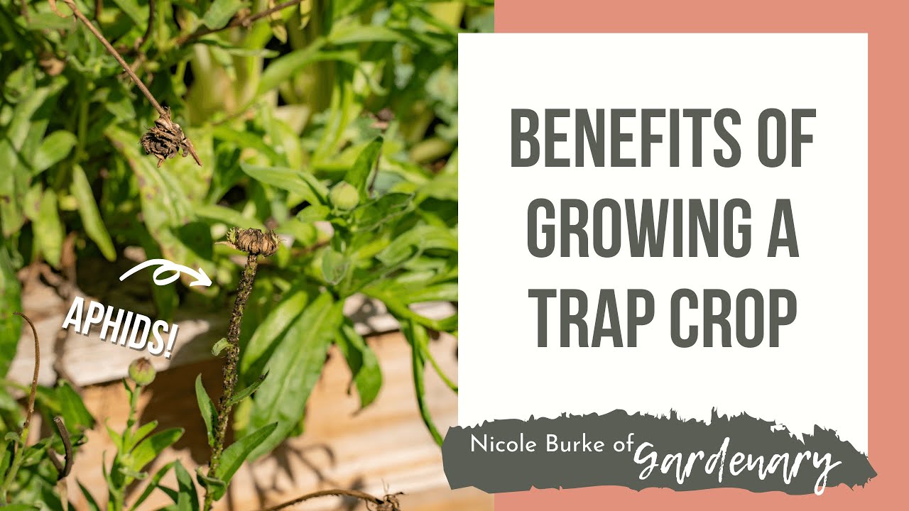 Benefits of Growing a Trap Crop