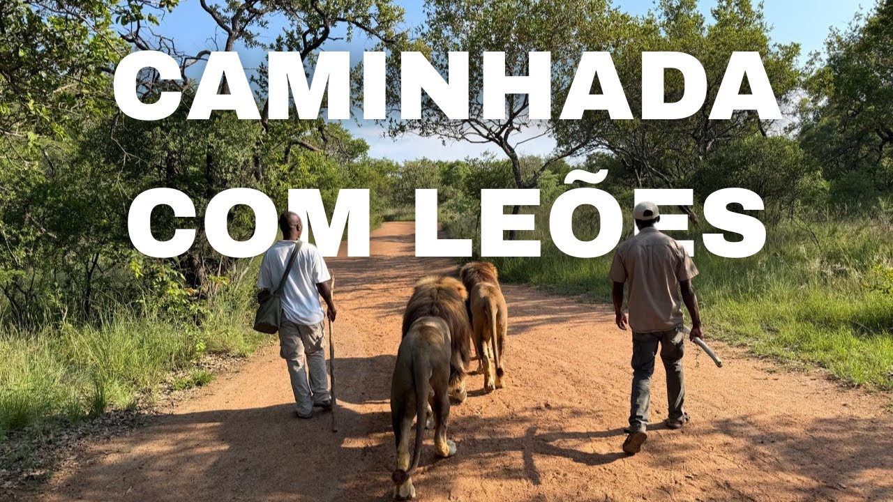 CAMINHADA COM LEÕES - ÁFRICA DO SUL