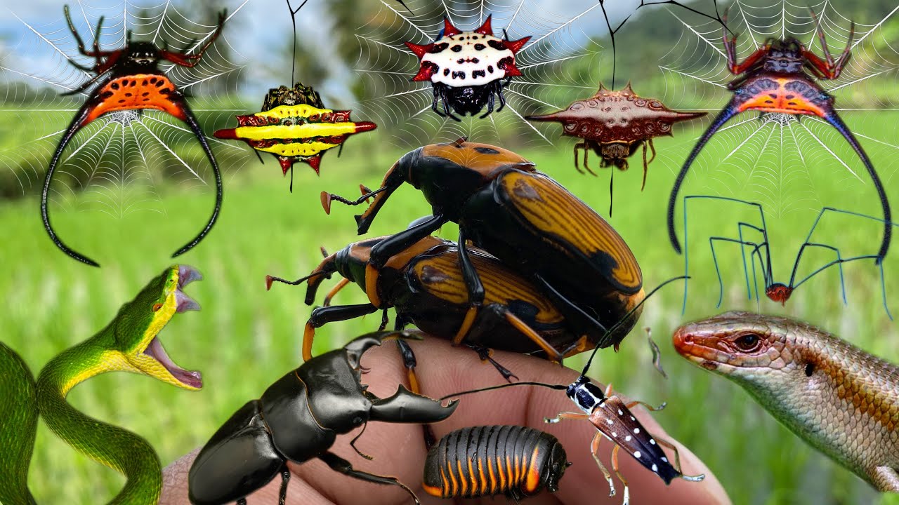 the unique world of insects and animals