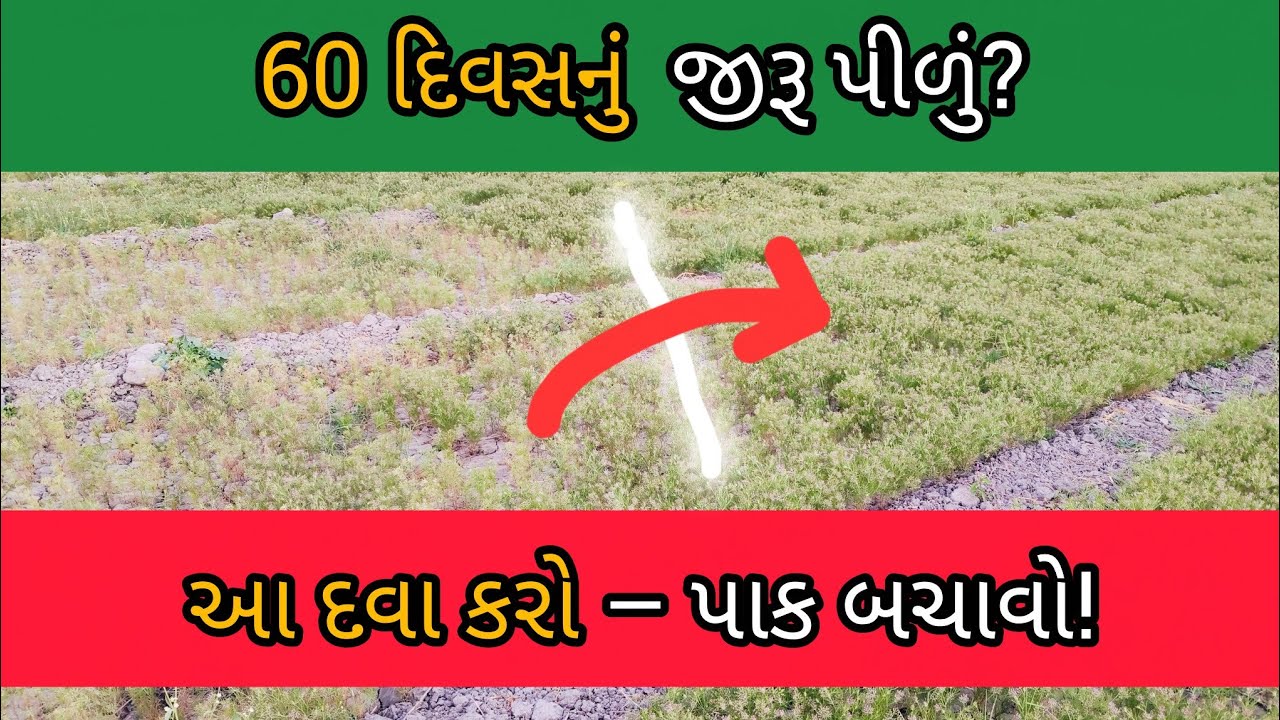 60 દિવસનું જીરૂ પીળું પડે તો તરત કરો આ ઉપાય | જીરૂ પીળું પડવાનું કારણ અને દવા