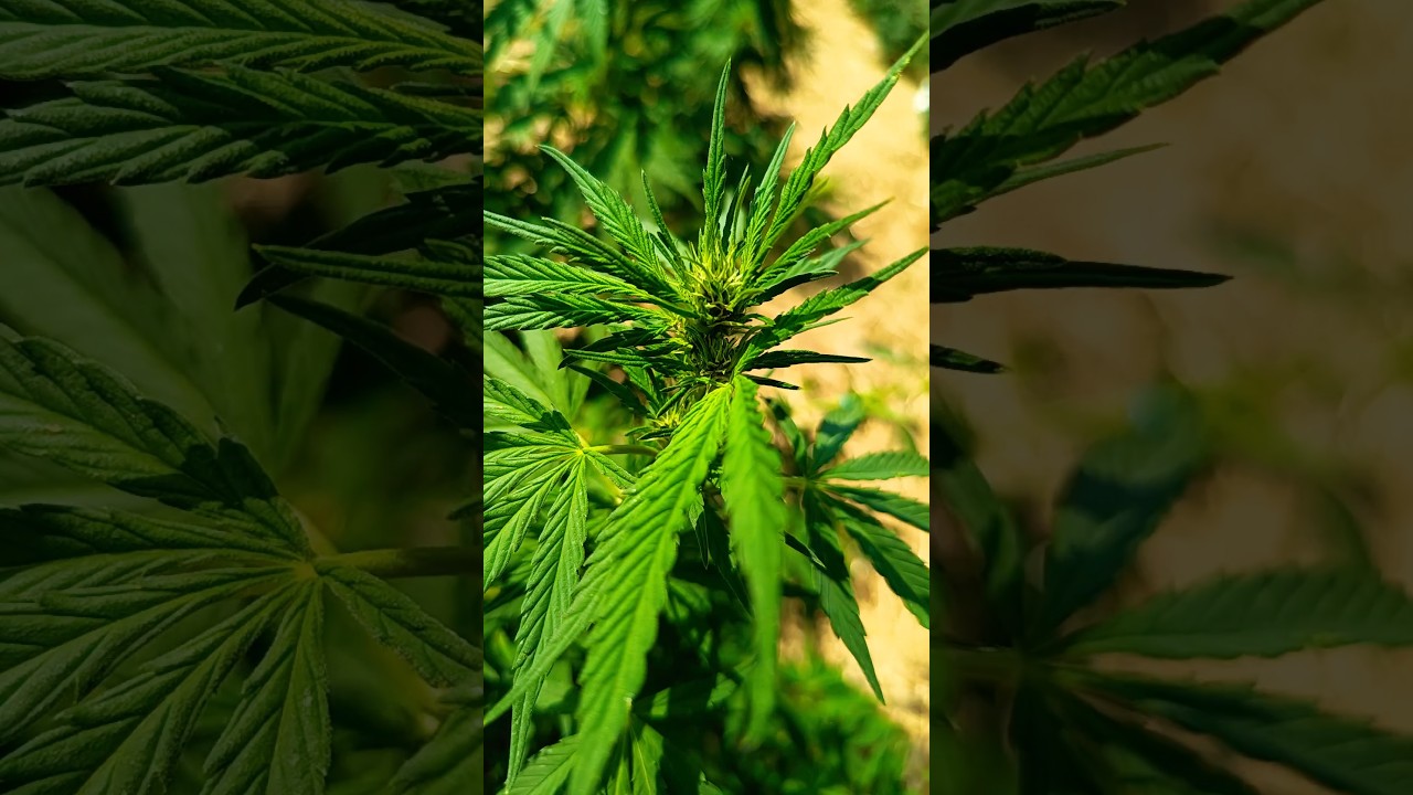 CBD L&Eacute;GAL FRENCH BIO