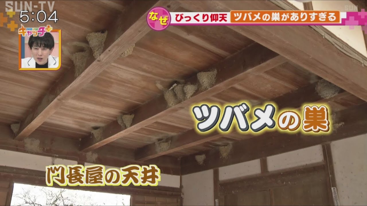 ツバメの巣、なんぼあるの？多すぎ～