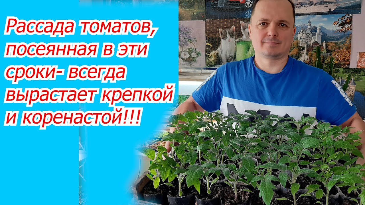 Когда посеять томаты на рассаду- точные сроки для посева семян!